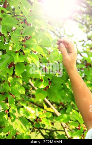 Main humaine, putain mûr mûre mûre de mûrier de l'arbre. Baies de mûrier. Mûre aux baies mûres Banque D'Images