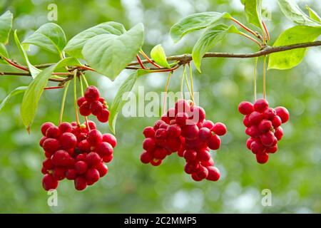 Branches de schisandra rouge. Grappes de schizandra mûres. Récolte de plantes utiles. Schizandra rouge Banque D'Images