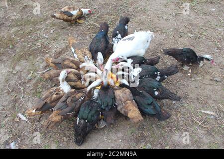 Canards oies et canards de Barbarie manger citrouille dans la volaille. L'alimentation des volailles dans une cour Banque D'Images