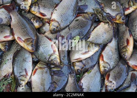 Croûtes attrapés sur l'herbe verte. Pêche réussie. Beaucoup de carpe de Cruban (Carassius carassius) Banque D'Images