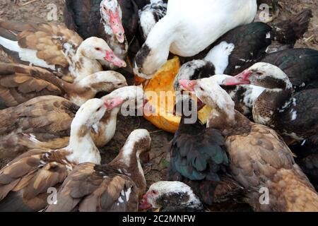 Canards oies et canards de Barbarie manger citrouille dans la volaille. L'alimentation des volailles dans une cour Banque D'Images