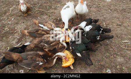 Canards oies et canards de Barbarie manger citrouille dans la volaille. L'alimentation des volailles dans une cour Banque D'Images