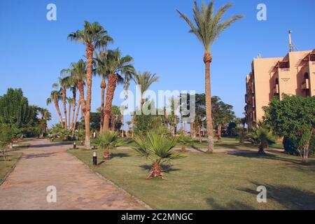 Pelouse herbacée parmi les palmiers du complexe en Égypte. Hôtel avec un territoire bien entretenu Banque D'Images