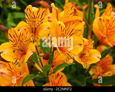 Magnifiques lilas péruviennes oranges, Alstroemeria Golden Delight, fleuries dans un jardin