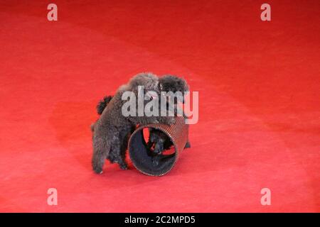 Des caniches formées se sont produits dans l'arène de cirque. Chiens de cirque. Chiens amusants. Trois gribouillages jouent Banque D'Images