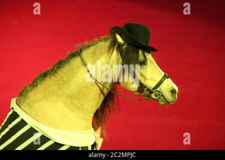 Cheval en casquette en train de jouer dans l'anneau de cirque. Magnifique portrait d'animal à la mode de cirque Banque D'Images