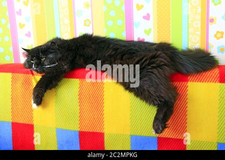 Chat noir paresseux sur le dos coloré du canapé. Chat noir et blanc posé à l'arrière du canapé Banque D'Images