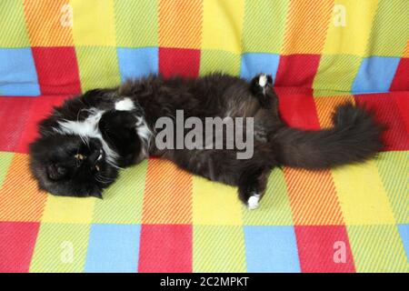 Chat noir paresseux sur un canapé coloré. Chat noir et blanc posé à l'arrière du canapé avec canapé coloré Banque D'Images