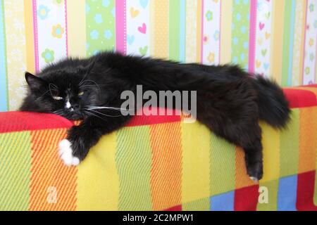 Chat noir paresseux sur le dos coloré du canapé. Chat noir et blanc posé sur le dos du canapé avec de la couleur Banque D'Images