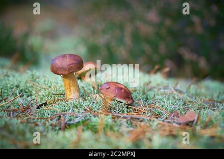 Bay boletus (Imleria badia) dans une forêt en automne Banque D'Images