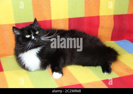 Chat noir avec cravate blanche sur canapé aux couleurs vives. Beau chat avec de gros whiskers blancs Banque D'Images