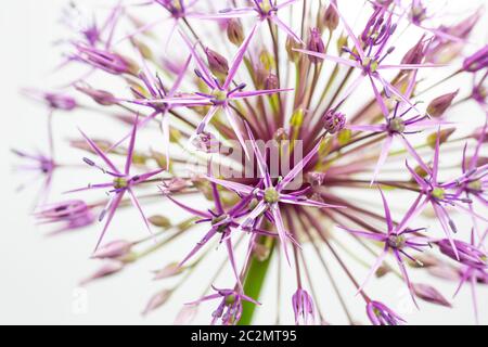 Une fleur d'allium isolée sur fond blanc Banque D'Images