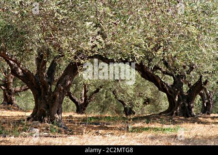 Oliviers. Crète Banque D'Images
