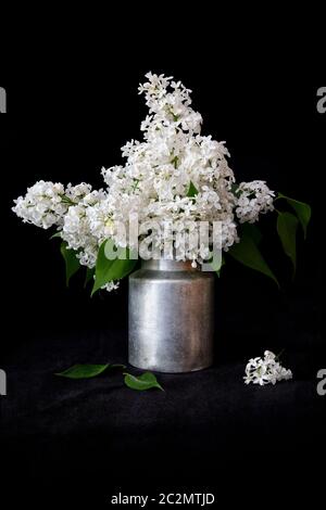 Fleurs de Syringa blanches dans une vieille laitque sur fond noir Banque D'Images