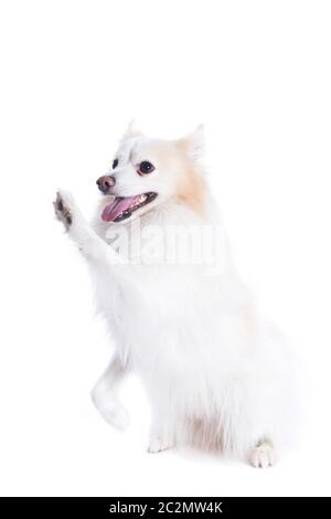 Jeune chien avec blanc et beige avec fourrure et qui donne la patte Banque D'Images