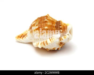 Sea shell avec réflexion sur fond blanc Banque D'Images