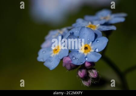 Forget-Me-Not (Myosotis) avec gouttes de pluie 2 Banque D'Images