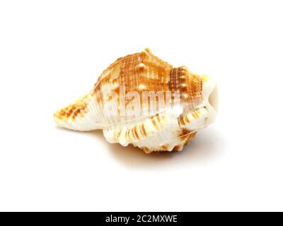 Sea shell avec réflexion sur fond blanc Banque D'Images