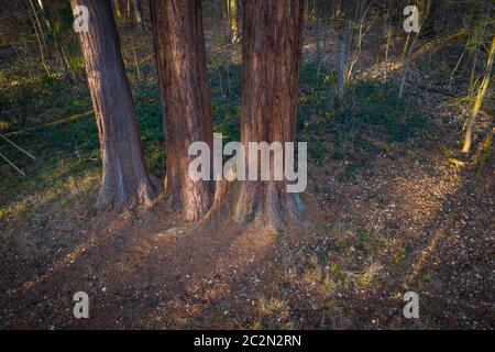 antenne de trois tiges de sapins vus d'en haut Banque D'Images