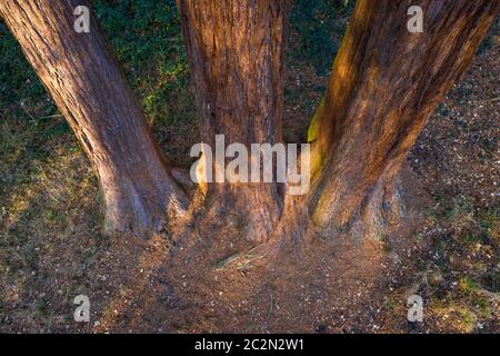 antenne de trois tiges de sapins d'en haut Banque D'Images