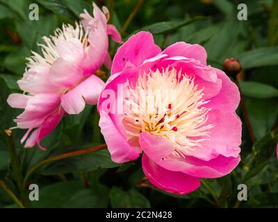 Gros plan de belles fleurs roses de pivoine, Paeonia lactiflora Bowl of Beauty, dans un jardin d'été Banque D'Images