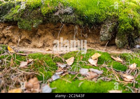 détail d'un sol podzol avec des couches visibles de topsol et d'eluvial Banque D'Images