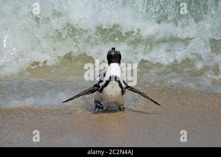 Une espèce en voie d'manchot du Cap (Spheniscus demersus) s'exécutant sur plage, Western Cape, Afrique du Sud Banque D'Images