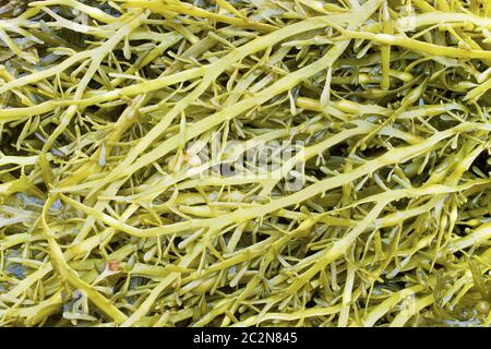 Algues de la famille a fucus (Fucaceae) Banque D'Images