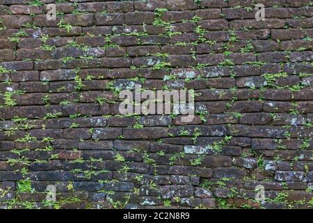 Vieux mur de briques sombres avec petites pousses de plantes vertes. Banque D'Images