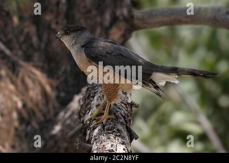 Un jeune Faucon pèlerin est momentanément perché sur une large branche d'arbre. Banque D'Images