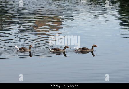 Trois beaux canards natation sur le lac. Banque D'Images