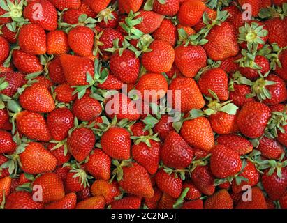 Arrière-plan de fraises fraîchement récolté. Banque D'Images