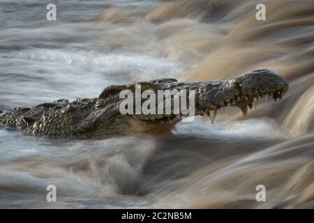 Close-up de crocodiles du Nil cascade pêche par Banque D'Images