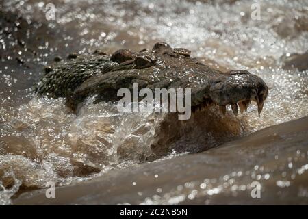 Close-up de crocodiles du Nil en cascade pêche Banque D'Images