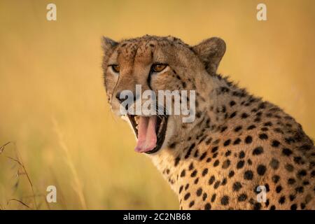 Close-up of male cheetah le bâillement avec bokeh Banque D'Images