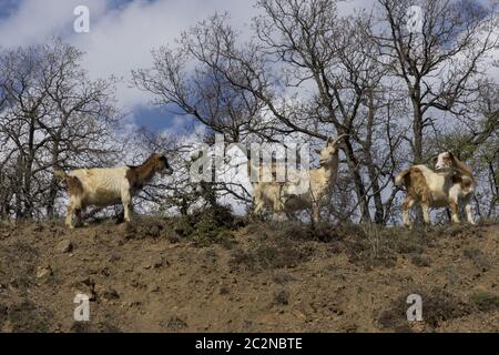 Troupeau de chèvres de montagne sur les pentes dans les buissons Banque D'Images