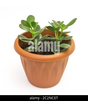 Pot en terre cuite orange avec le sol avec plante verte isolée sur fond blanc. Banque D'Images