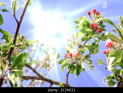 Branche et soleil en fleur Banque D'Images