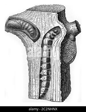 Chenille et marionnette de Cossus ligniperda, illustration gravée d'époque. Banque D'Images