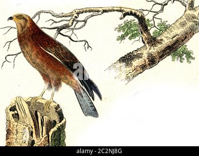 Milan, miel, bourdonnement, illustration gravée d'époque. De Buffon terminé. Banque D'Images