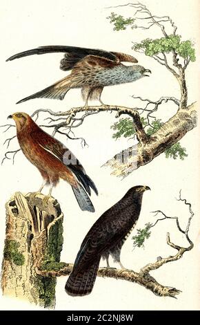 Milan, miel, bourdonnement, illustration gravée d'époque. De Buffon terminé. Banque D'Images