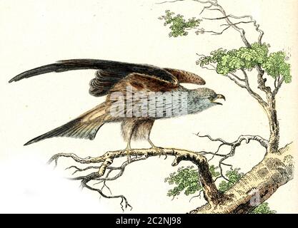 Milan, miel, bourdonnement, illustration gravée d'époque. De Buffon terminé. Banque D'Images