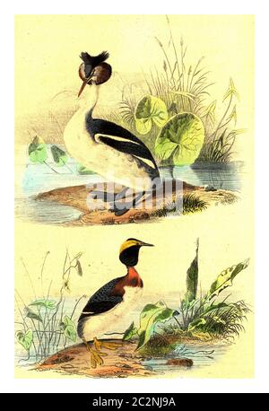 Grebe corné, Grebe Sclavon, illustration gravée d'époque. De Buffon terminé. Banque D'Images