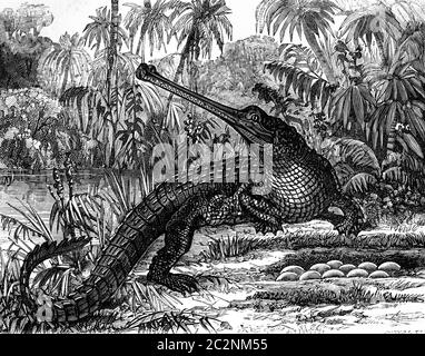 La génération vivipare provient de la génération ovipare. Quadripédés ovipares, crocodiles et œufs, illustration gravée d'époque. La terre avant l'homme – 18 Banque D'Images