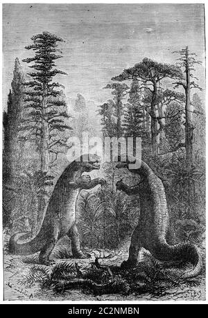 Iguanodon et Megalosaurus dans une forêt de fougères, cycades et conifères, illustration gravée d'époque. La terre avant l'homme – 1886. Banque D'Images