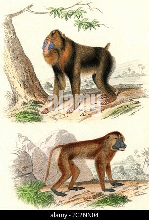 Le Mandrill, le Papion, illustration gravée vintage. De Buffon terminé. Banque D'Images