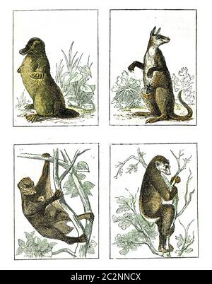 Paradoxal ornithorynque, géant kangourou, galéopéthique des Philippines, Indri a une queue courte, vintage gravé illustration. De Natural Creatio Banque D'Images