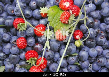 Baies et fraises fraîches trouvées en forêt. Baies brillantes. Culture de myrtilles et de paille sauvage Banque D'Images