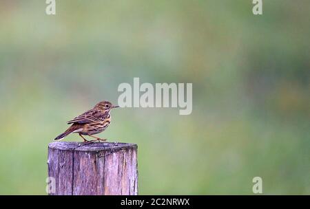 Wiesenpieper Anthus pratensis vom Dümmer Banque D'Images