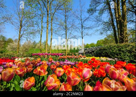 Fleurs de jardins de Keukenhof à Lisse, Pays Bas Banque D'Images